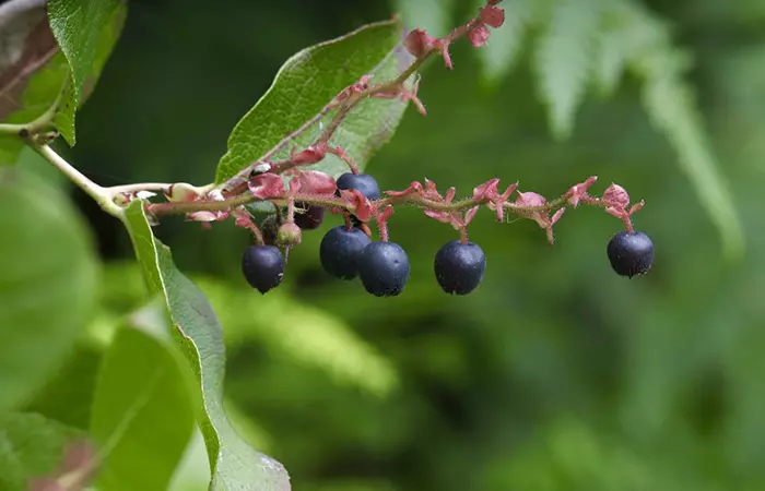 Big huckleberries