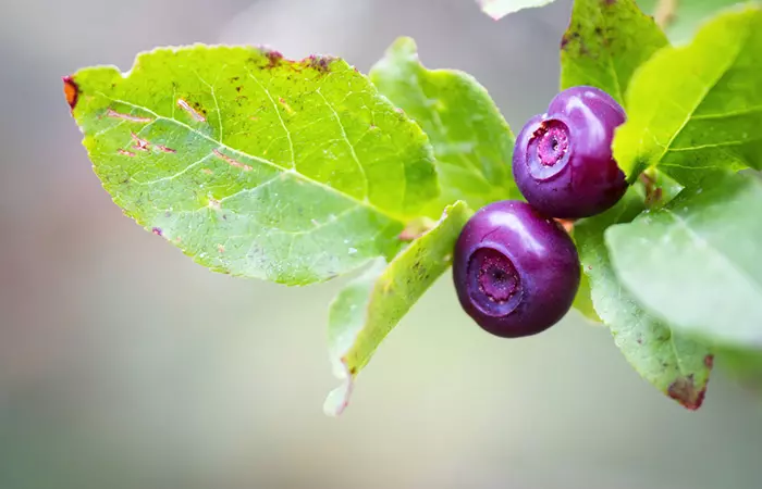 Cascade huckleberries