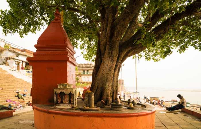 Do-Not-Walk-Near-A-Peepal-Tree-At-Night