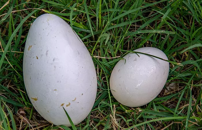Chicken and duck eggs lying on grass