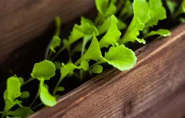 Leafy Salads