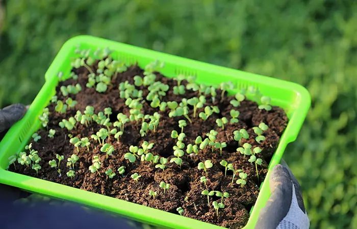 Microgreens