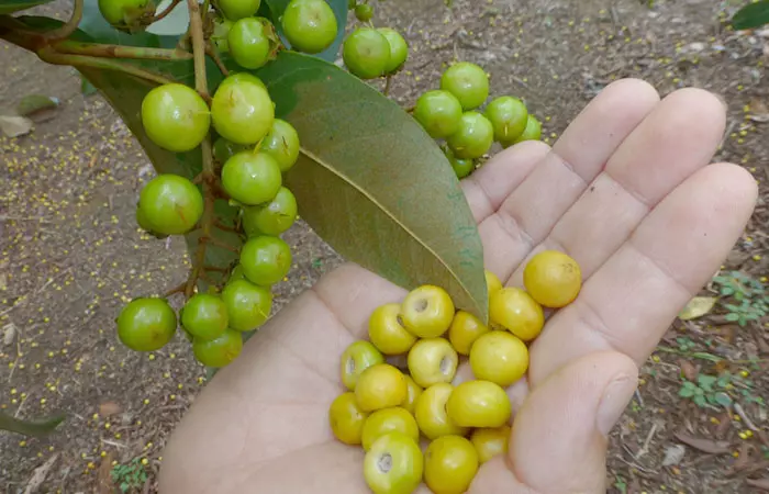 Nance fruits on a person's palm