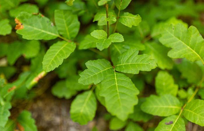 Poison Oak