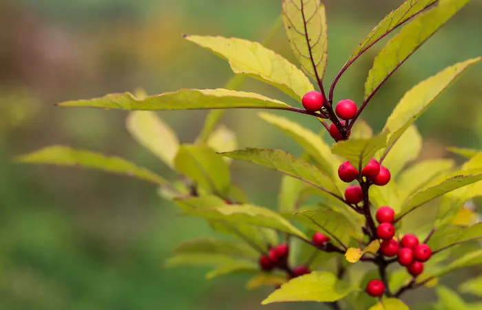 Red huckleberries