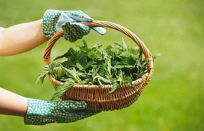 Stinging nettle for enlarged prostate Stinging nettle for enlarged prostate