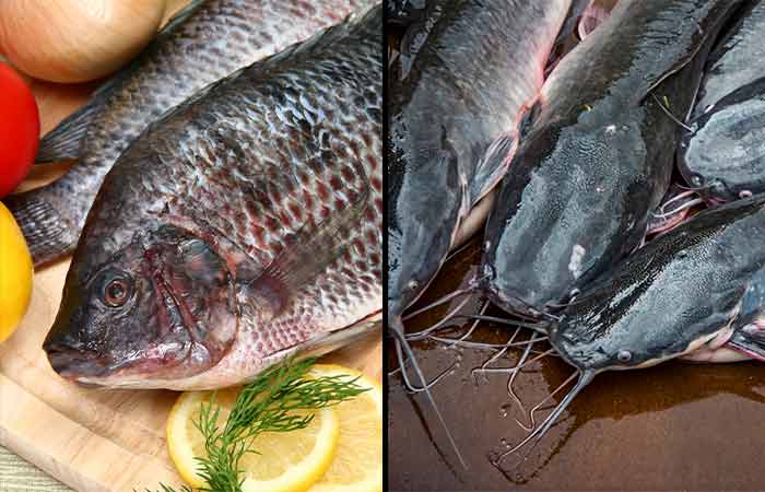 Tilapia Vs Catfish - Basic Differences