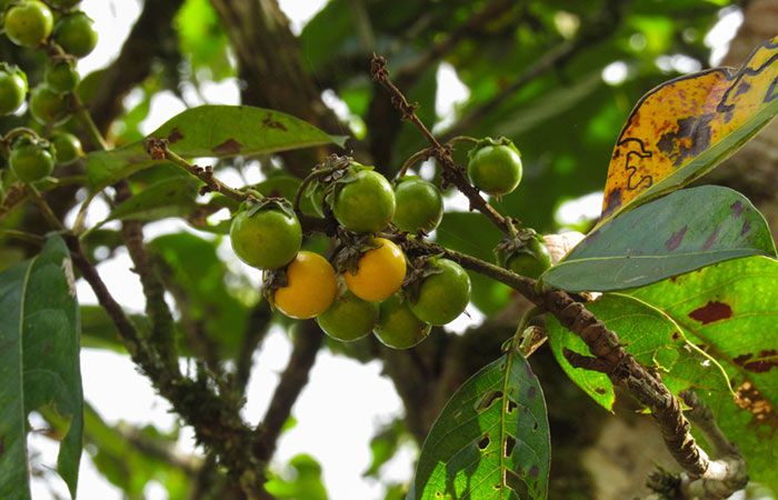 Nance fruits on tree