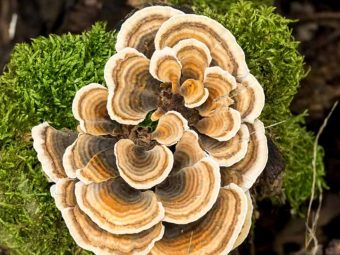 Польза индюшачьих грибов и как добавить их в свой рацион