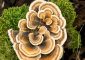 6 Benefits Of Turkey Tail Mushrooms &...