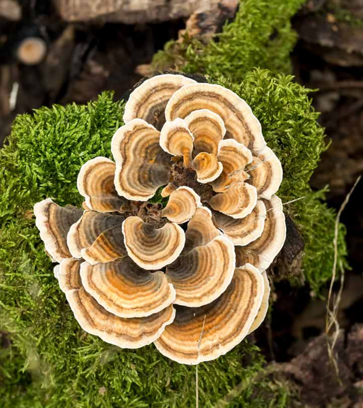 6 Benefits Of Turkey Tail Mushrooms & Possible Side Effects
