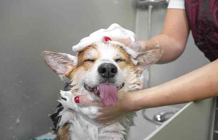Lathering the mixture of hydrogen peroxide and baking soda on your pet to get skunk smell off