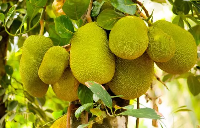 Jackfruits,-Jackfruits,-Jackfruits,-And-More-Jackfruits