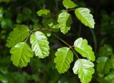 9 Home Remedies For Poison Oak Itch + When To See A Doctor