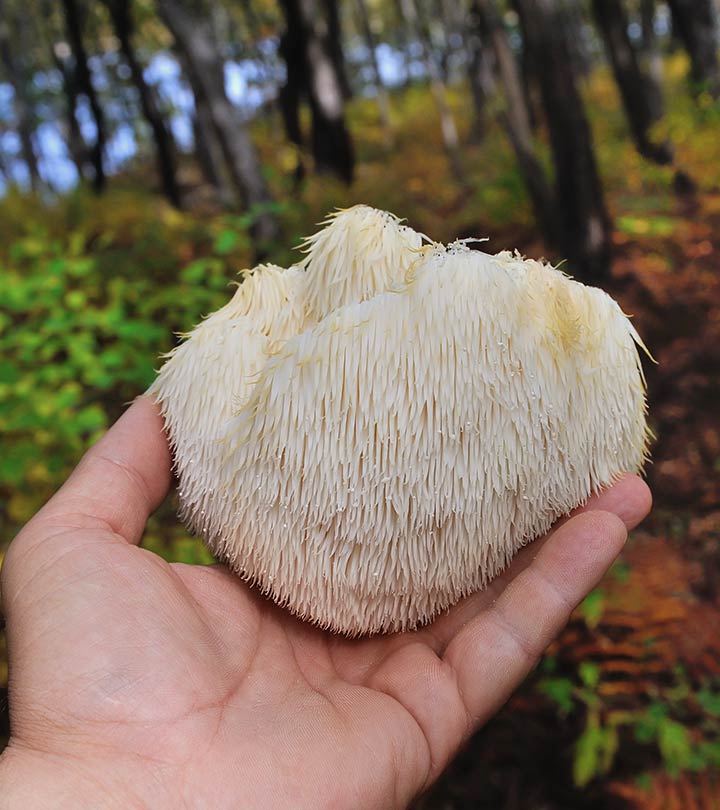 What Is Lion's Mane Mushroom? Nutrition, Benefits, And More!