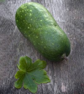 Winter Melon: Nutrition, Benefits, Side Effects, & Precautions