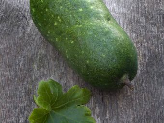 Winter Melon: Nutrition, Benefits, Side Effects, & Precautions