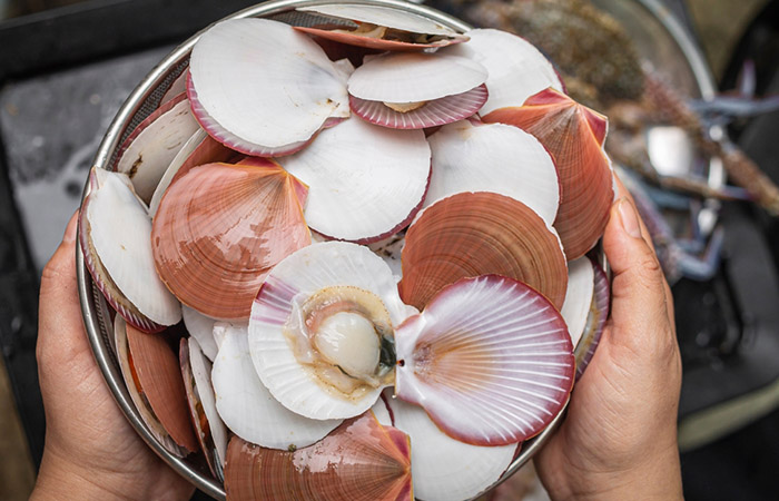 Fresh scallops in fully opened shells.