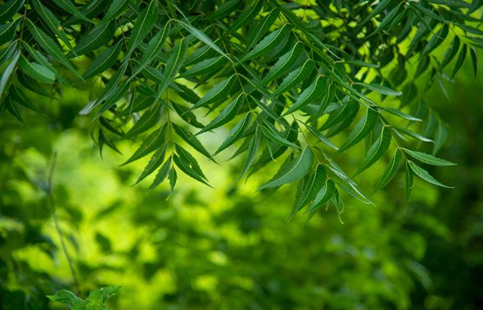 Neem