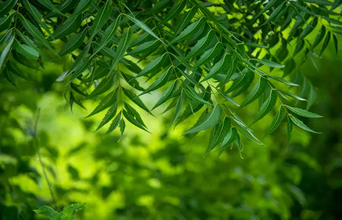 Neem for hair fall and hair regrowth