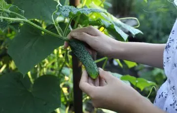 Woman plucking a cucumber in garden