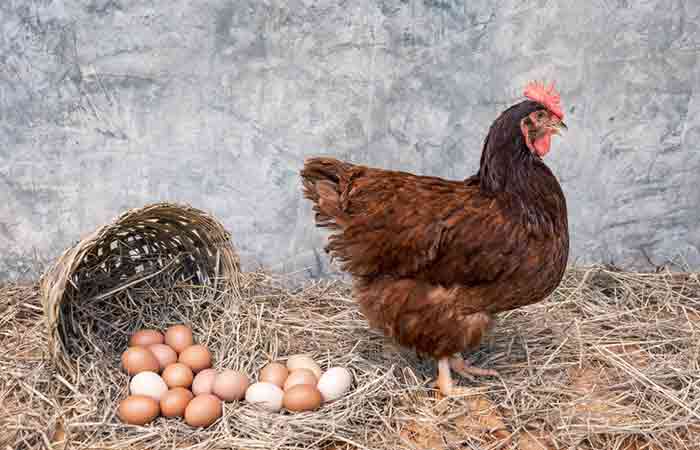 Rhode Island Reds hen with brown eggs