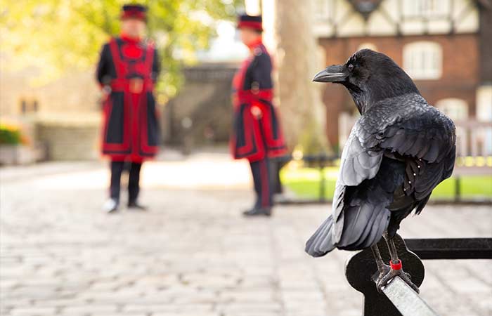 There Should Be More Than 6 Ravens At The Tower of London