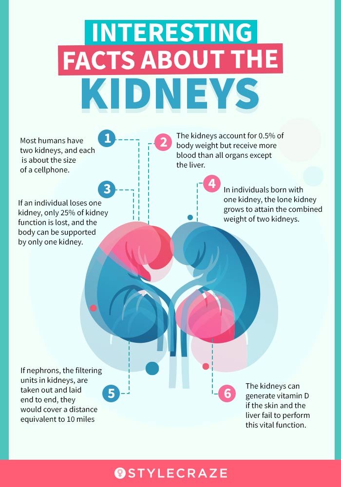 interesting facts about the kidneys (infographic)