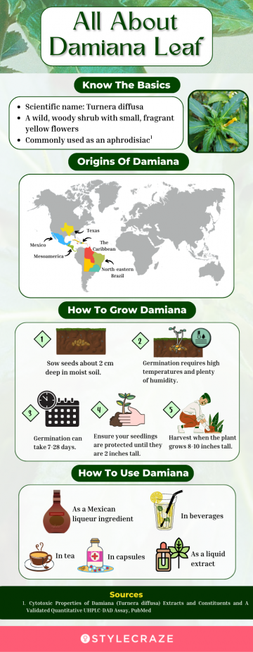 all about damiana leaf (infographic)