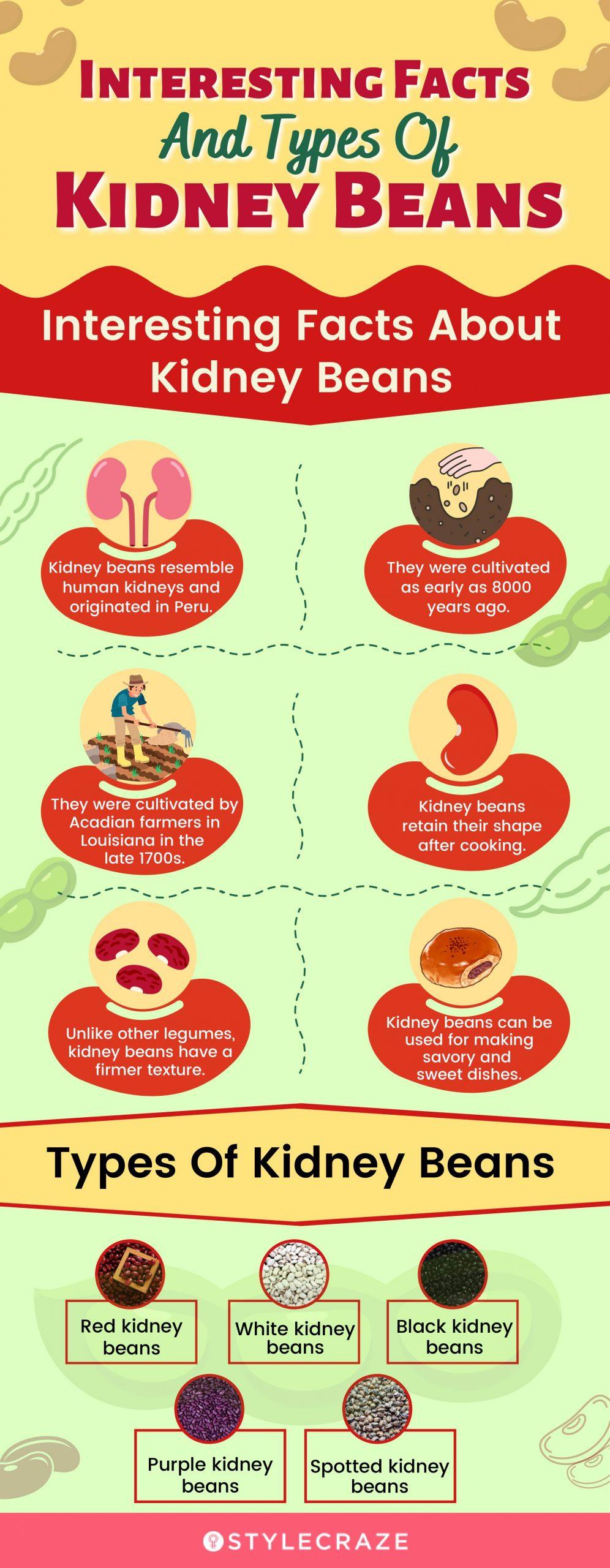 kidney beans (infographic)