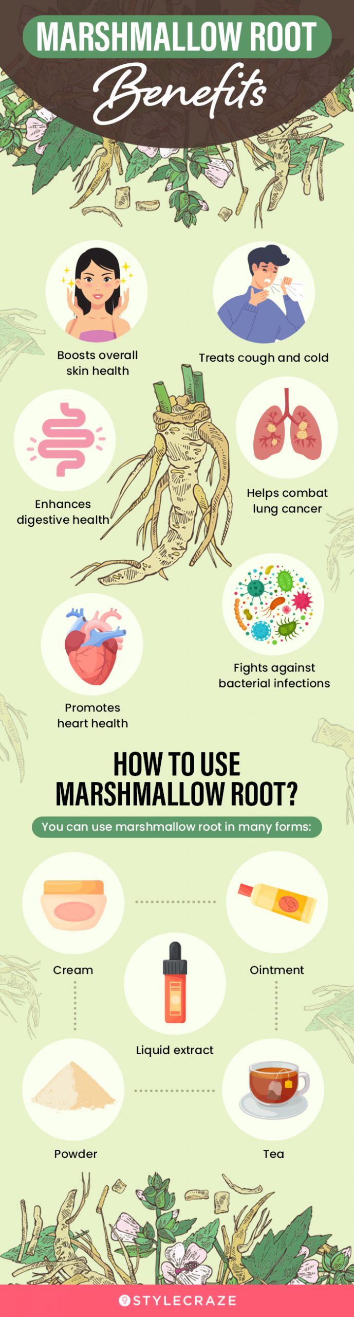 marshmallow root benefits (infographic)