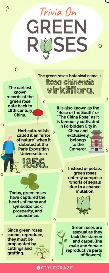 trivia on green roses (infographic)