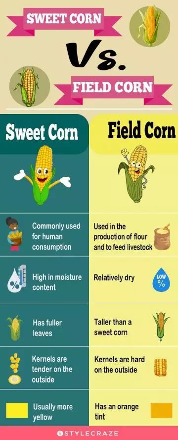 final sweetcorn vs field corn (infographic)