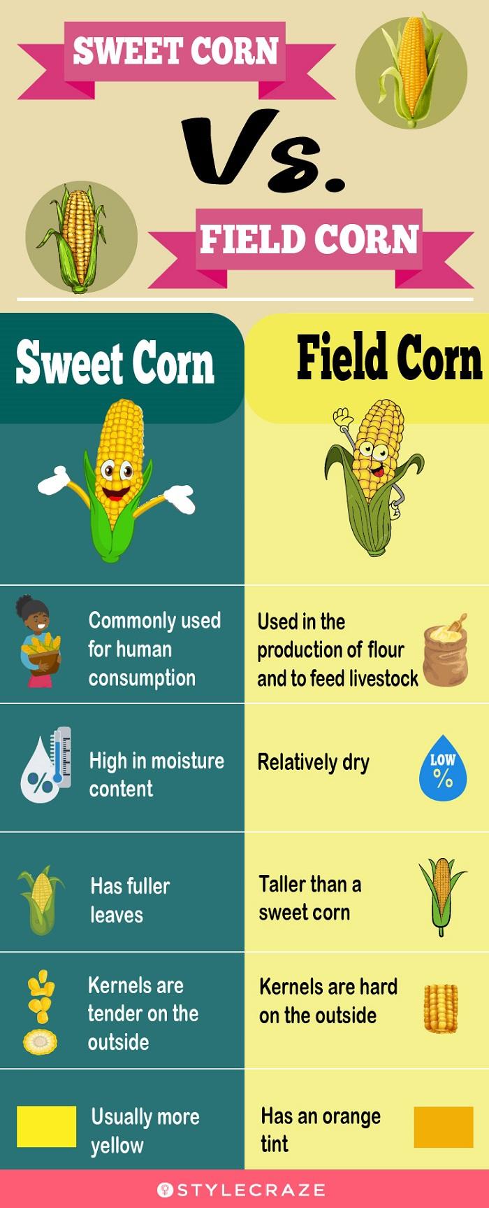 What is the difference between sweet corn and late season corn