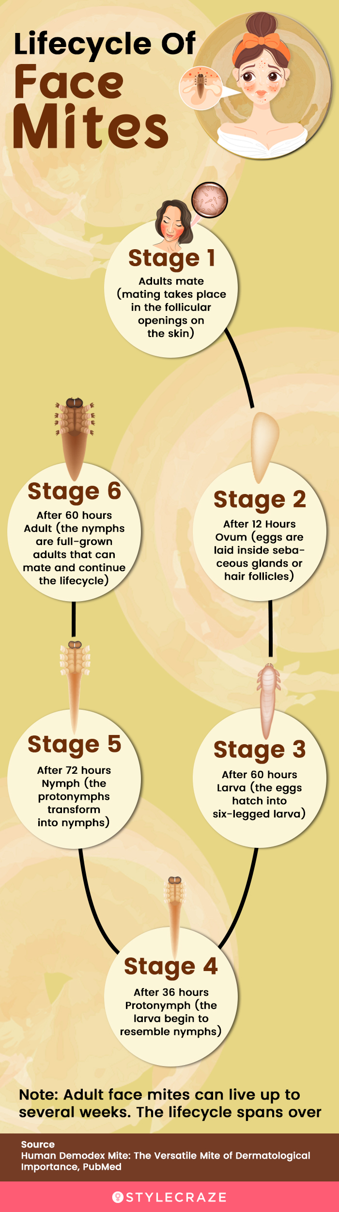 lifecycle of face mites [infographic]