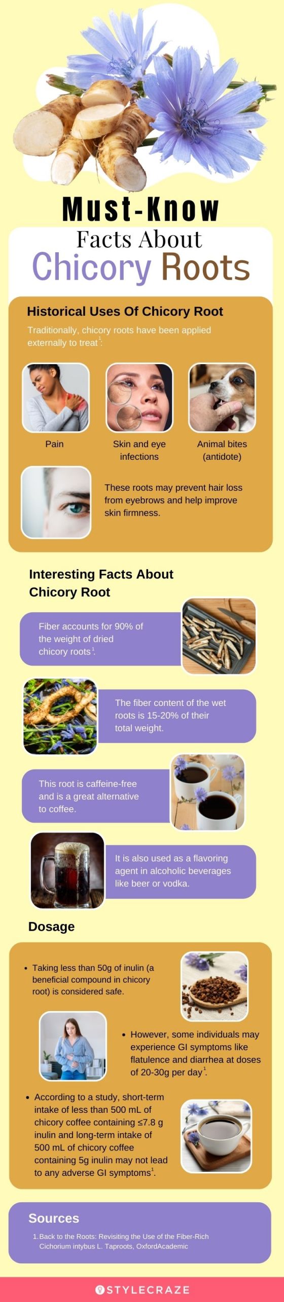 must know facts about chicory roots (infographic)