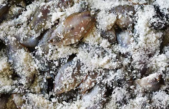 Sweden Is Home To A Unique Culinary Tradition Involving Fermented Fish