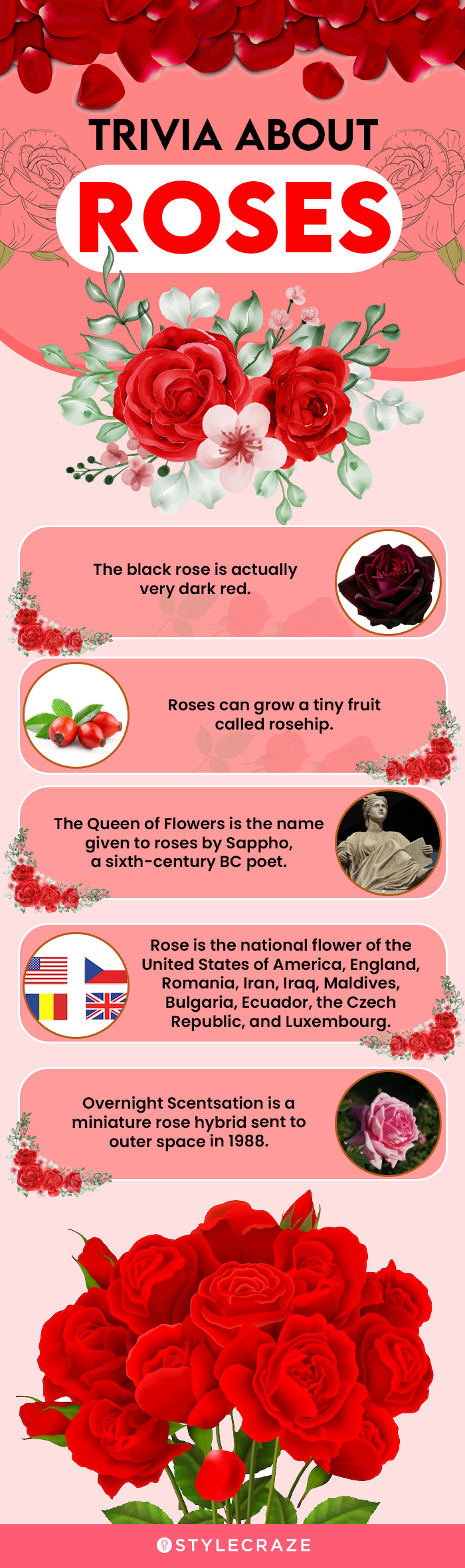 trivia about roses (infographic)