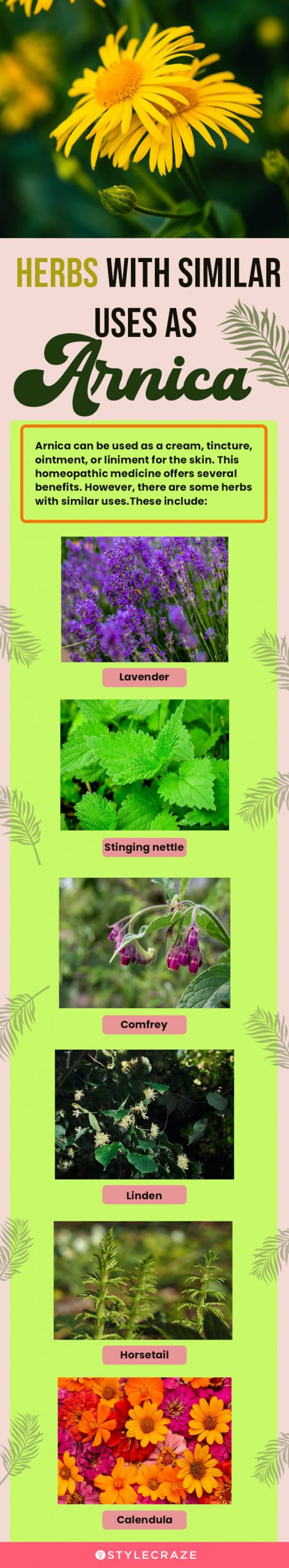 herbs with similar uses a arnica (infographic)