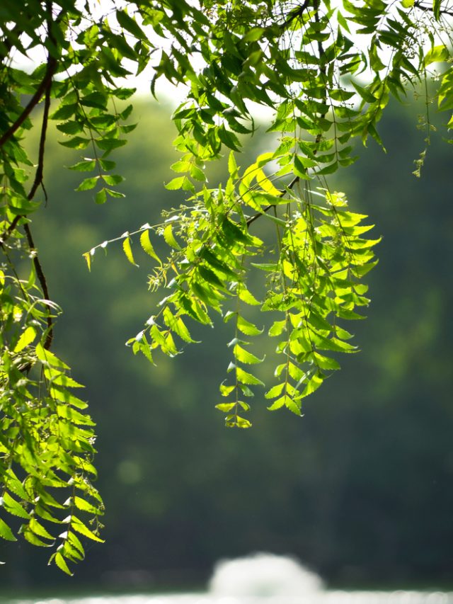 How Neem Can Help Treat Hair-Related Issues