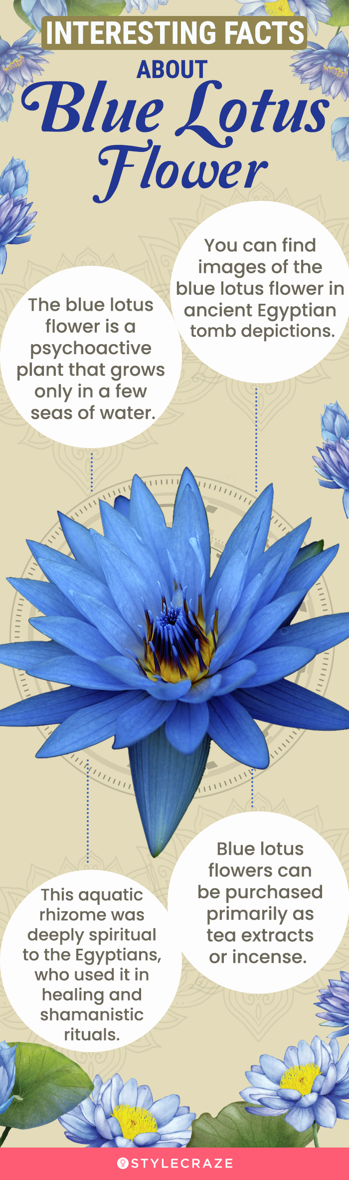 interesting facts about blue lotus [infographic]