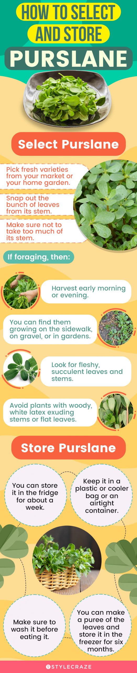 how to select and store purslane (infographic)