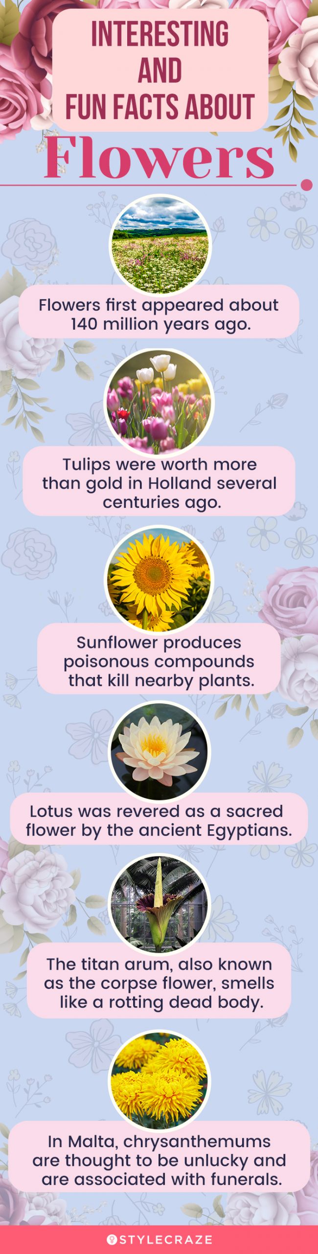 interesting and fun facts about flowers (infographic)