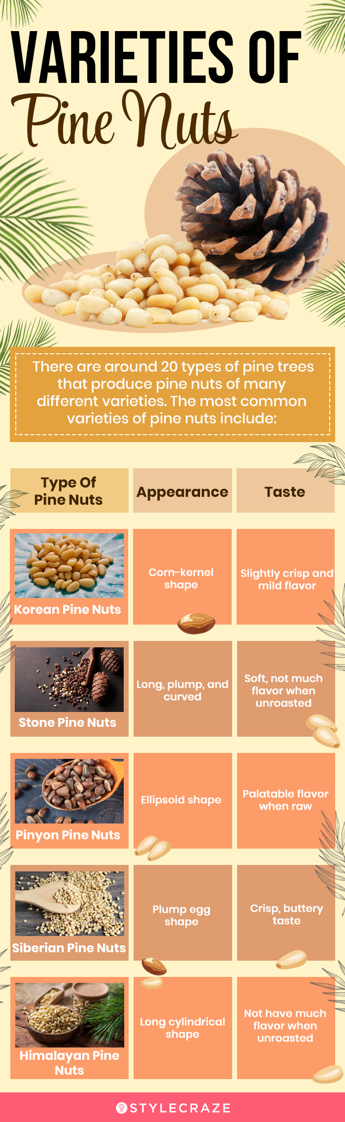 varieties of pine nuts [infographic]
