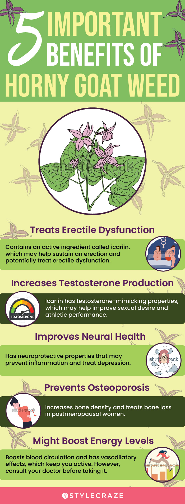 5 important benefits of horny goat weed (infographic)