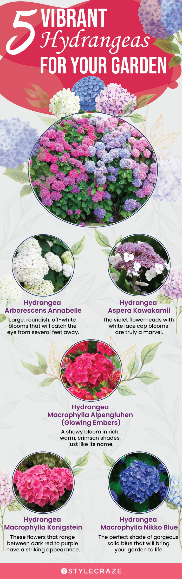 5 vibrant hydrangeas for your garden (infographic)