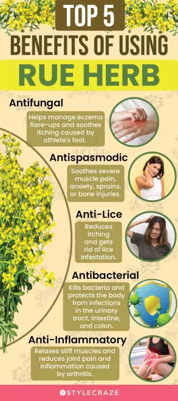 top 5 benefits of using rue herb (infographic)
