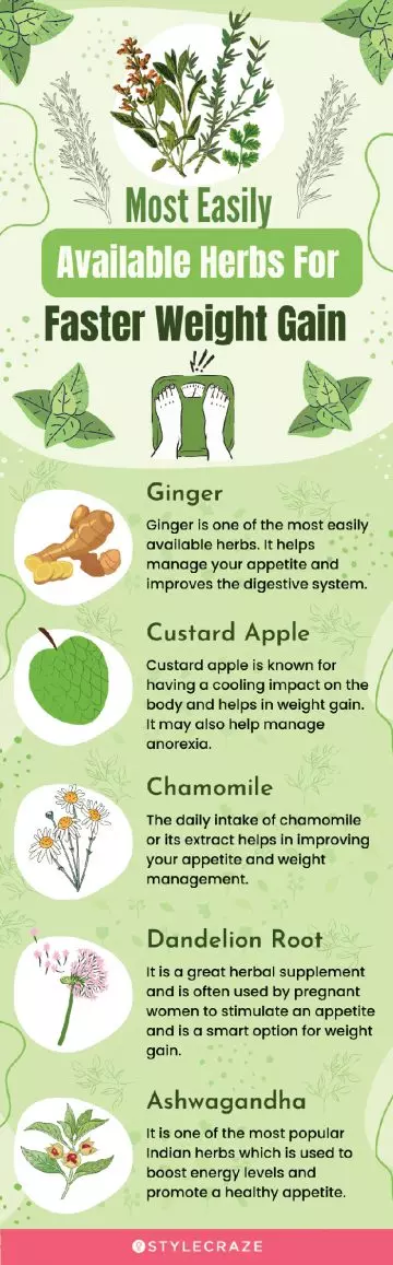 most easily available herbs for faster weight gain (infographic)