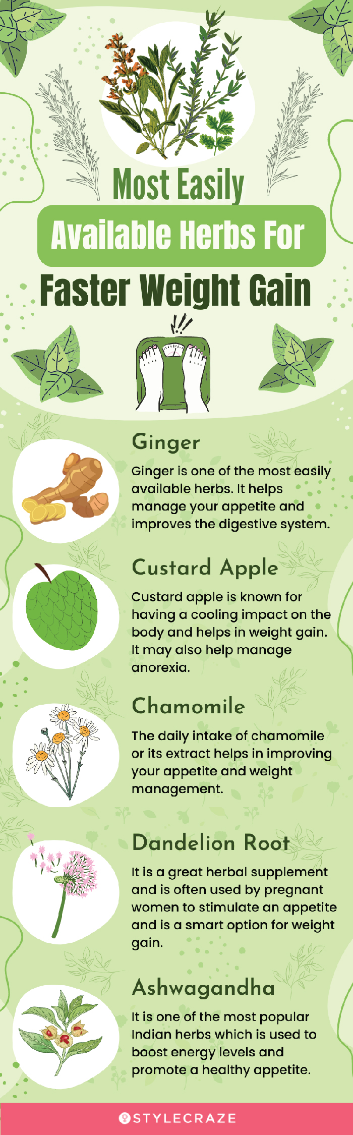 most easily available herbs for faster weight gain (infographic)
