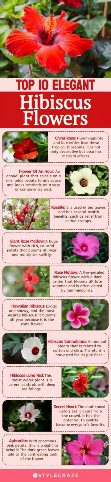 top 10 elegant hibiscus flowers (infographic)